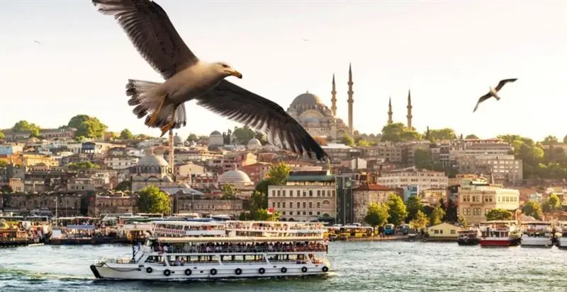 Explore the Bosphorus and Chat with Some Gulls