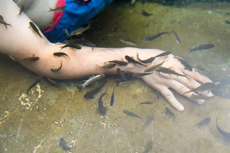 Fishy Treatments Sivas Hot Springs