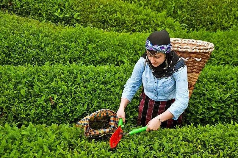 How To Make Turkish Tea 1 How to Make Turkish Tea