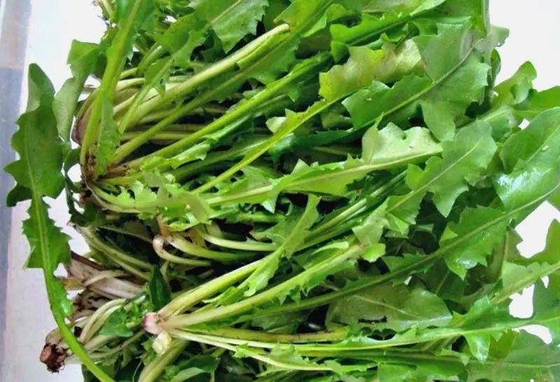 Mediterranean Food 9 Radika - Dandelion