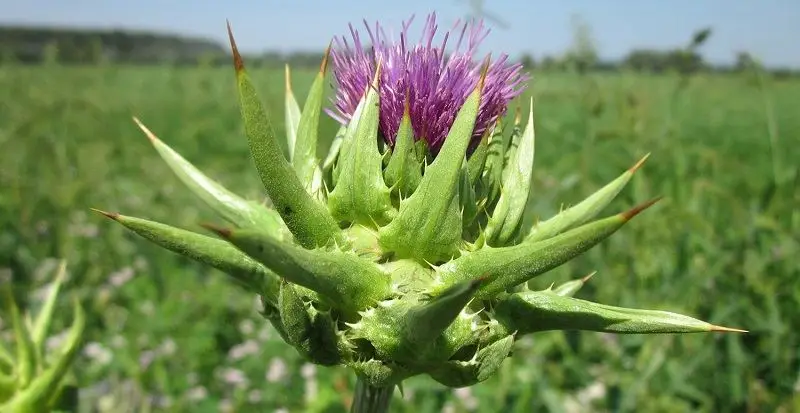 Mediterranean Food 7 Sevketi Bostan - Blessed Thistle