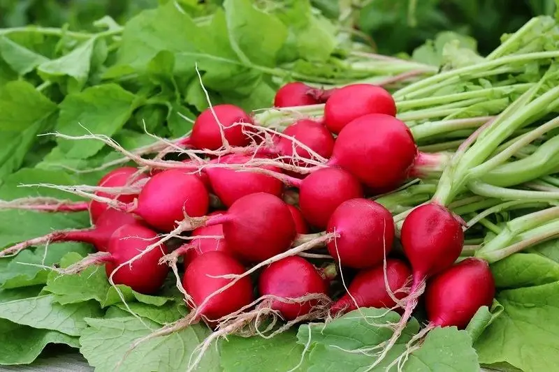 Mediterranean Food 5 Turp Otu - Radish Leaves